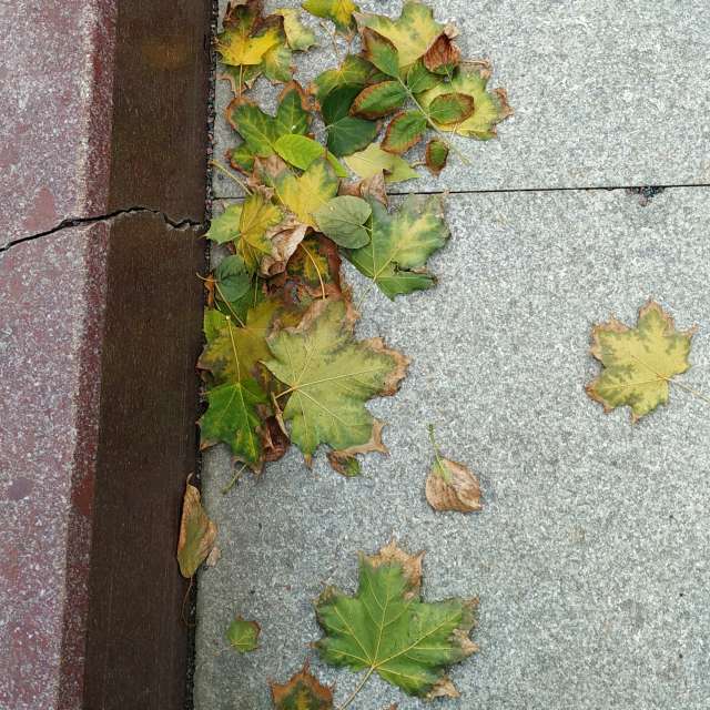 天气预报，带19Lora46精美的照片