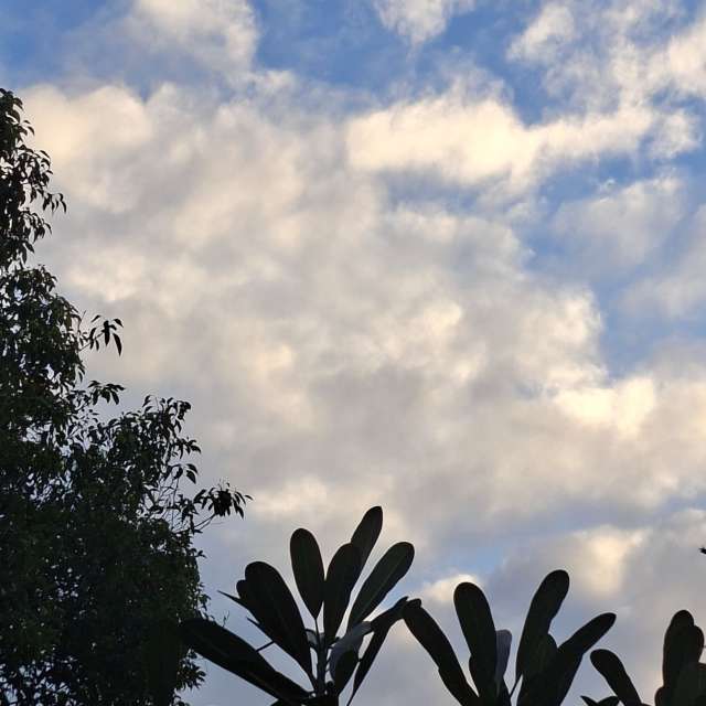 Cactus. Weather forecasts with beautiful photos by Wen-ya Huang Photos in Kaohsiung City