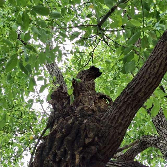 Fotos Floresta. Previsões do tempo com lindas fotos de Wen-ya Huang em Kaohsiung City