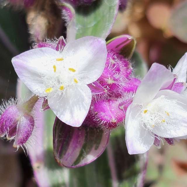 Weather forecasts with beautiful photos by Rosa
