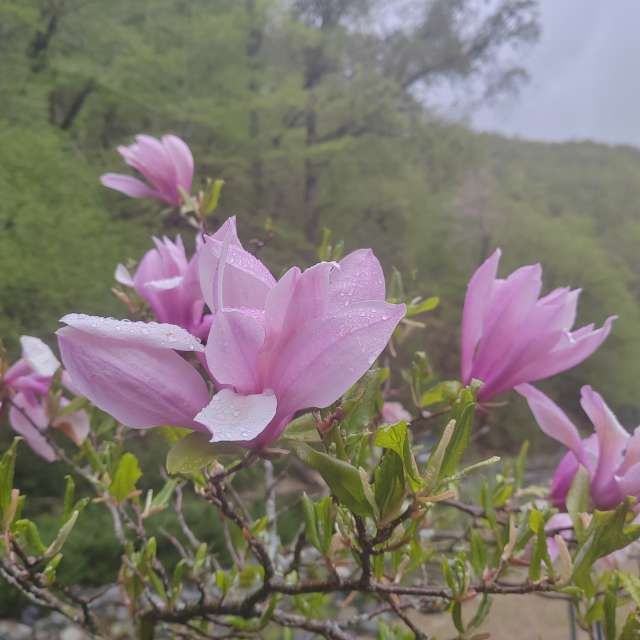 Pink. Weather forecasts with beautiful photos by Albert_Smelovtsev Photos in Roza Khutor