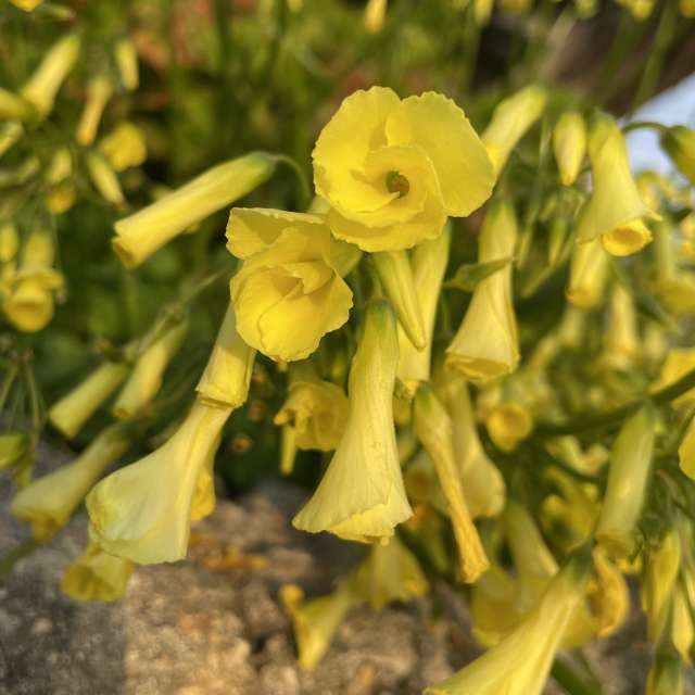 Fotos Banana. Previsões do tempo com lindas fotos de あさのジジ em Okayama