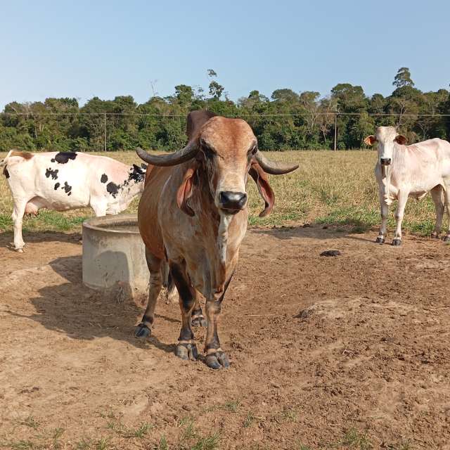 天气预报，带Safardy02精美的照片