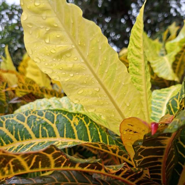 Fotos Girafa. Previsões do tempo com lindas fotos de Wen-ya Huang em Kaohsiung City