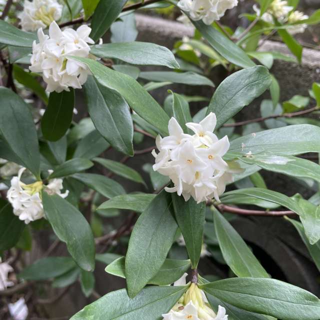 Fotos Pizza. Previsões do tempo com lindas fotos de あさのジジ em Okayama