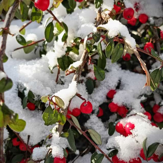 Previsões do tempo com lindas fotos de Madlen