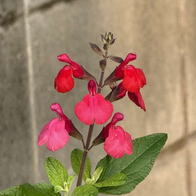 Fotos Contador. Previsões do tempo com lindas fotos de あさのジジ em Okayama