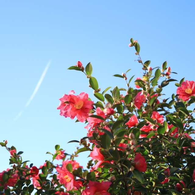 Fotos del Clima. Pronósticos del tiempo con hermosas fotos de Sandersonia en Tama