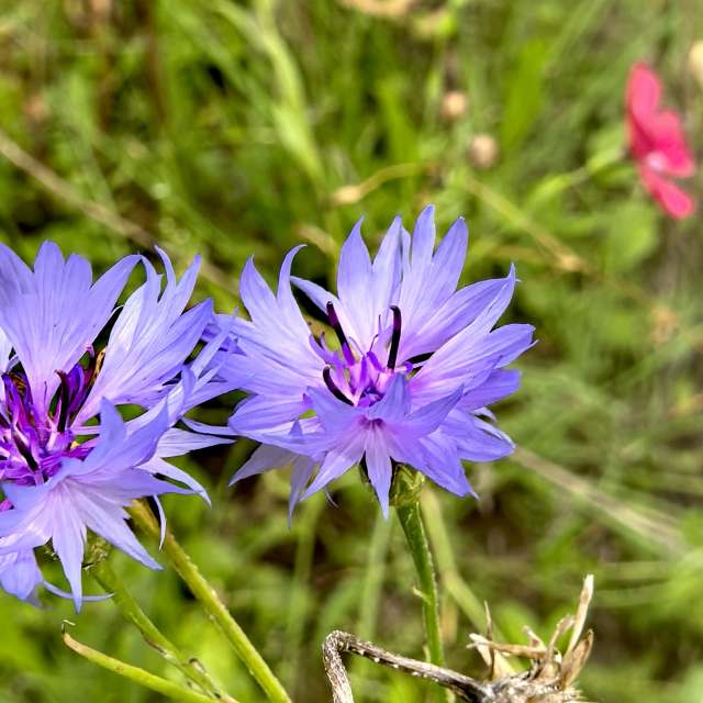 Previsões do tempo com lindas fotos de Igor-65