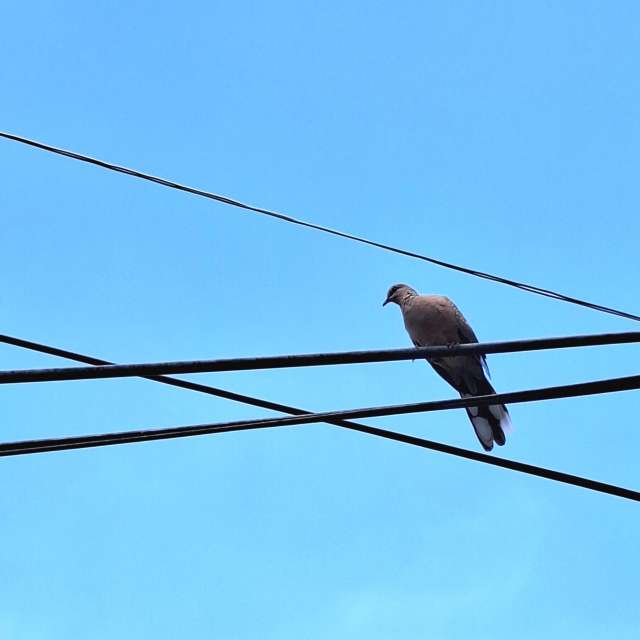 Wire. Weather forecasts with beautiful photos by Wen-ya Huang Photos in Kaohsiung City