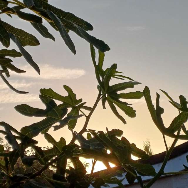 Photos Tableau. Prévisions météo avec de superbes photos de Lolli de Maidstone