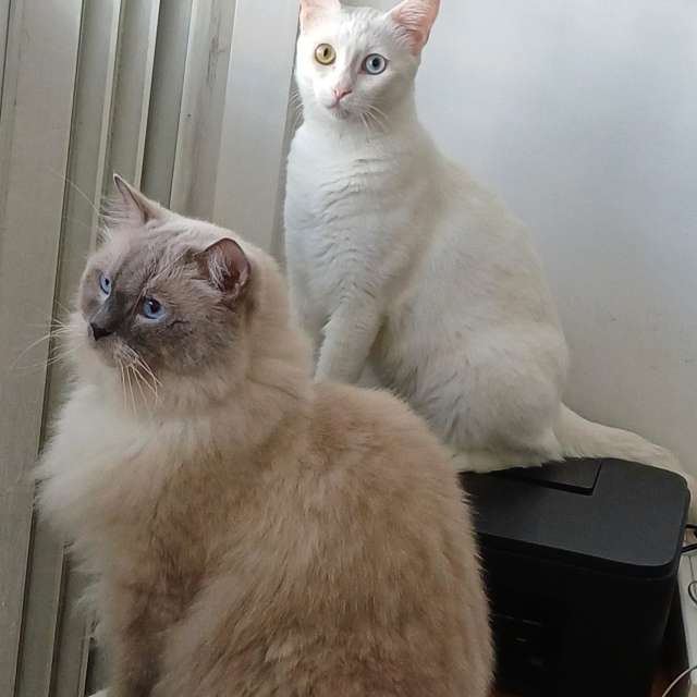 天气预报，带Zaza精美的照片