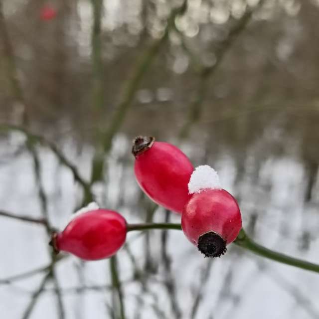 Previsões do tempo com lindas fotos de Madlen