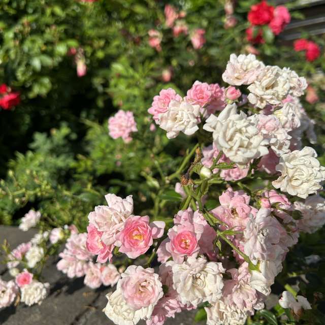 Weather forecasts with beautiful photos by grasielacf