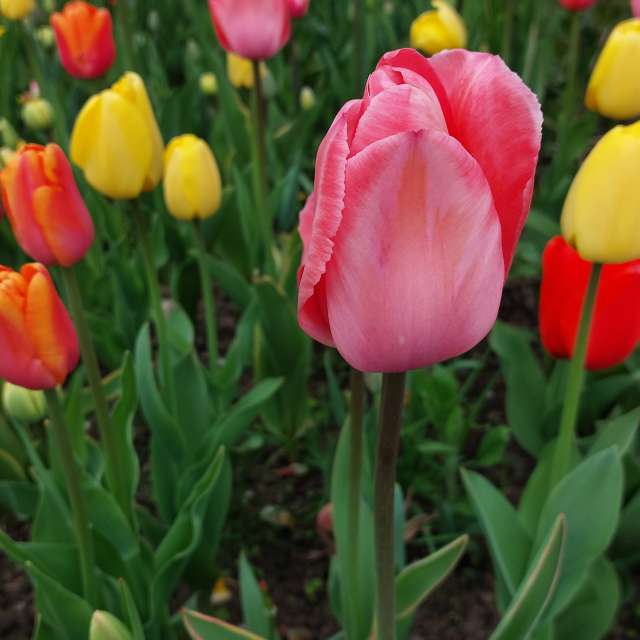 Bunt. Wettervorhersagen mit schönen Fotos von Iryna Fotos Lwiw