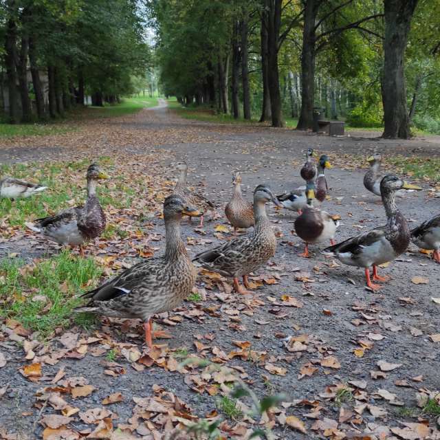 Fotografii cu Pădure. Prognoze meteo cu poze minunate făcute de Viktorija_K în Lituania