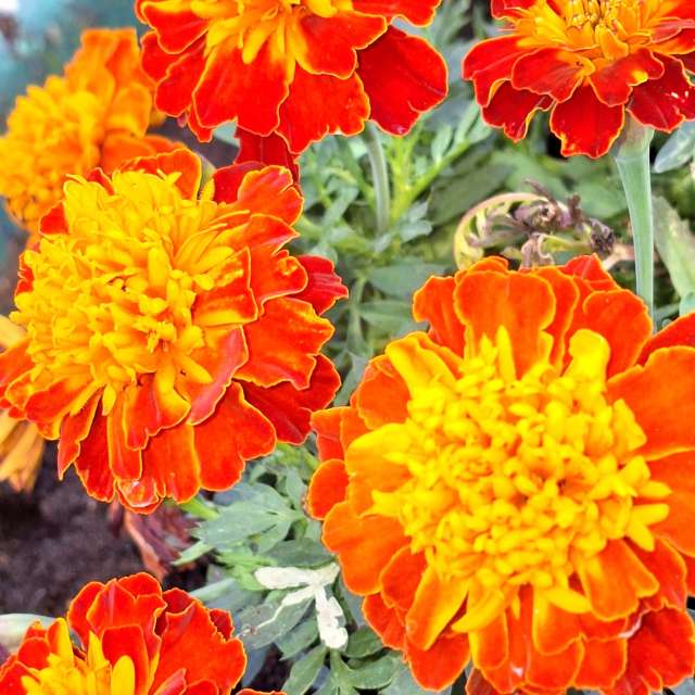 Photos Remplissage. Prévisions météo avec de superbes photos de Wen-ya Huang de Kaohsiung