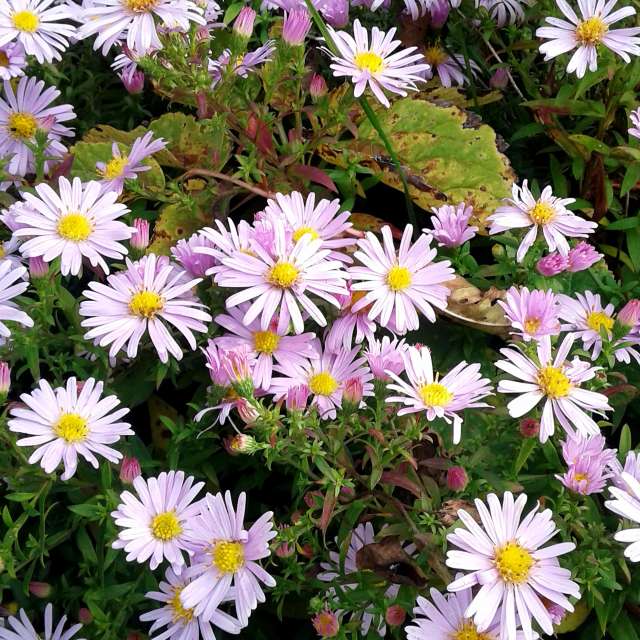 Bunch. Weather forecasts with beautiful photos by urashm Photos in Khmelnytskyi