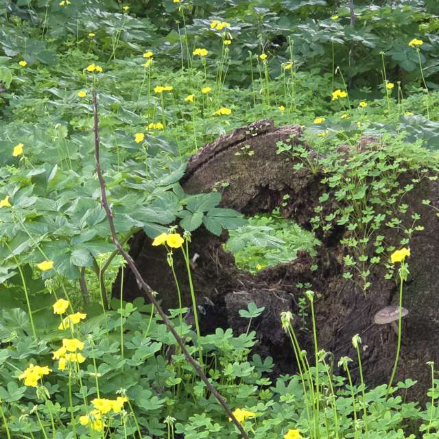 Weather forecasts with beautiful photos by Brtd