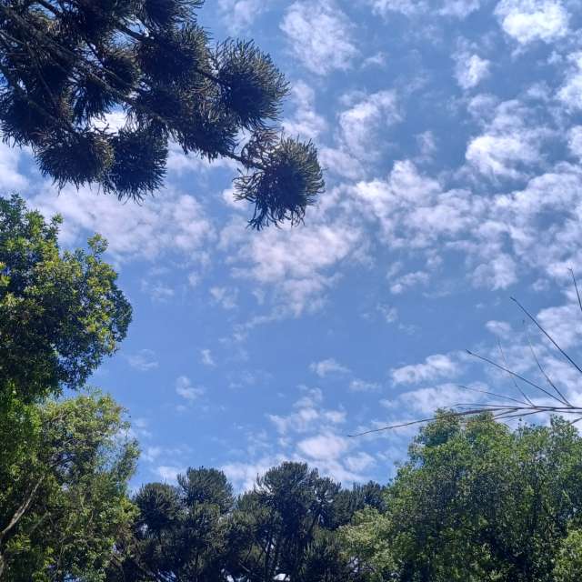 Plant. Weather forecasts with beautiful photos by Edhê Photos in Curitiba