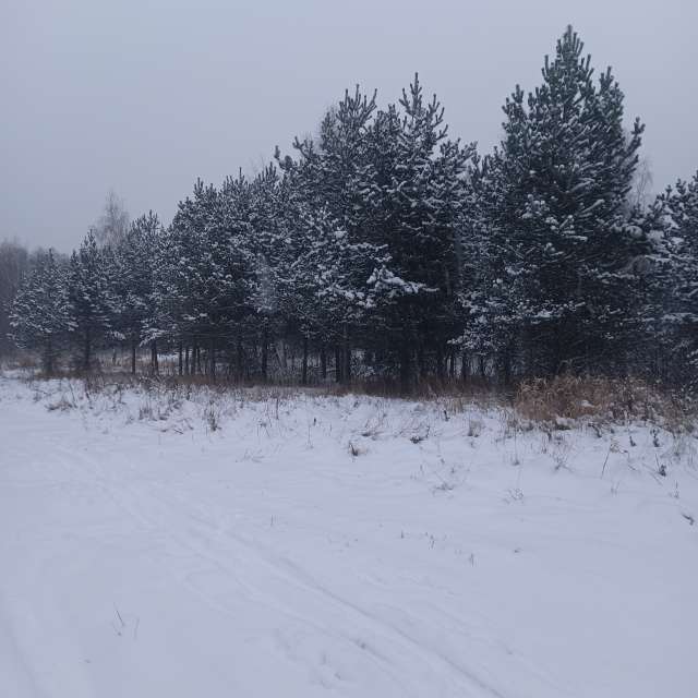 Herd. Weather forecasts with beautiful photos by Amanda_and_Valdemar_Che Photos in Izmaylovo District
