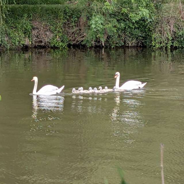 Grass. Weather forecasts with beautiful photos by Petewhites Photos in Lyne Lane