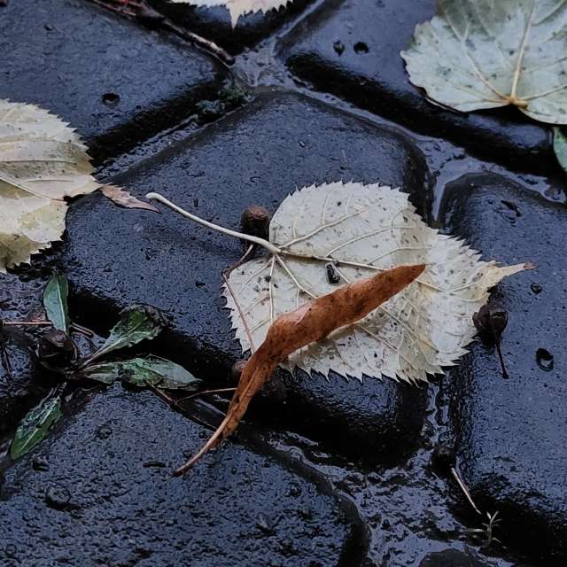 Lie. Weather forecasts with beautiful photos by Iryna Photos in Kharkiv