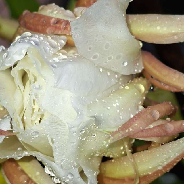 Dog. Weather forecasts with beautiful photos by Wen-ya Huang Photos in Kaohsiung City