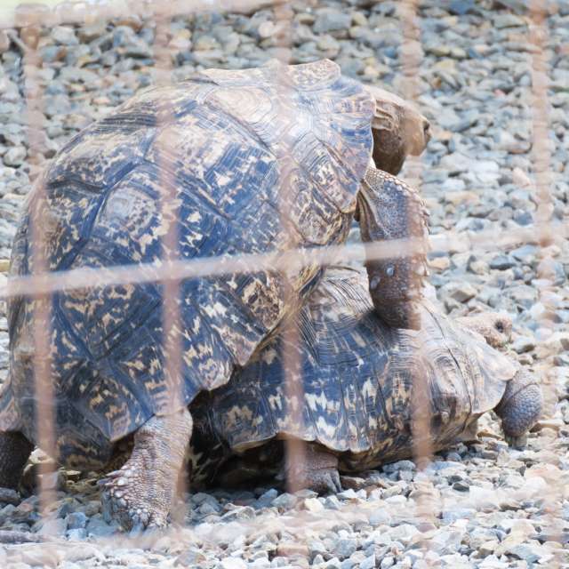 天气预报，带Step_Gently精美的照片