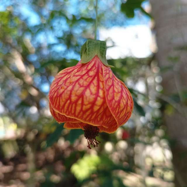 天气预报，带Flavia51精美的照片