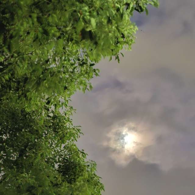 Fotos Floresta. Previsões do tempo com lindas fotos de Wen-ya Huang em Kaohsiung City