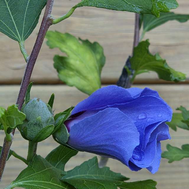 Weather Photos in Flower. Weather forecasts with beautiful photos by Brtd