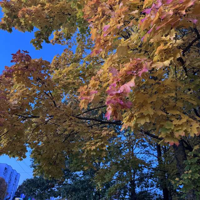 Grass. Weather forecasts with beautiful photos by Svet-Lana Photos in Rīga