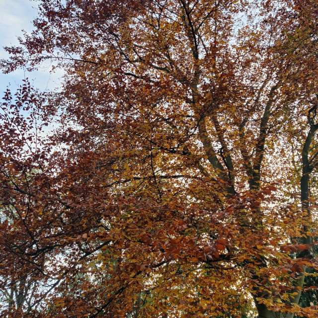 Previsões do tempo com lindas fotos de Zorrra