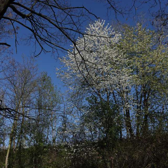 Fotos Flor. Previsões do tempo com lindas fotos de Vasek325 em Praha 12