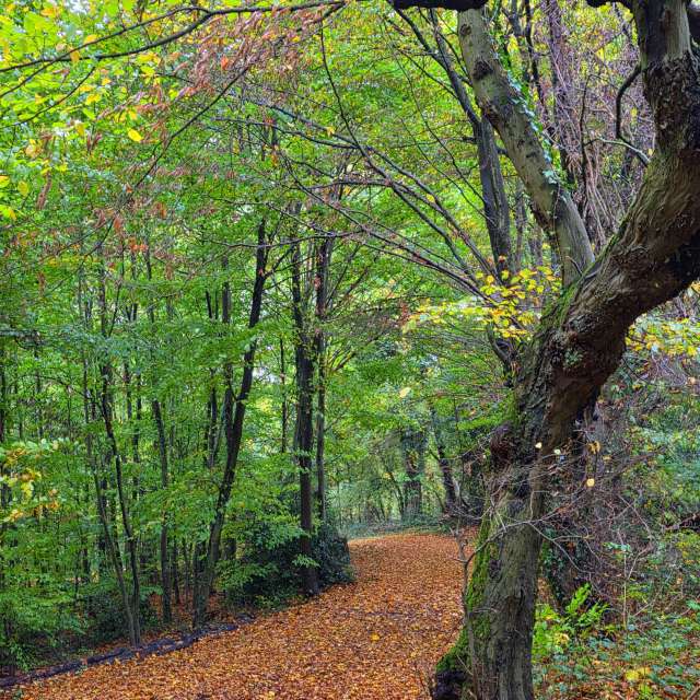 Fotos Elefante. Previsões do tempo com lindas fotos de Seni em Velbert