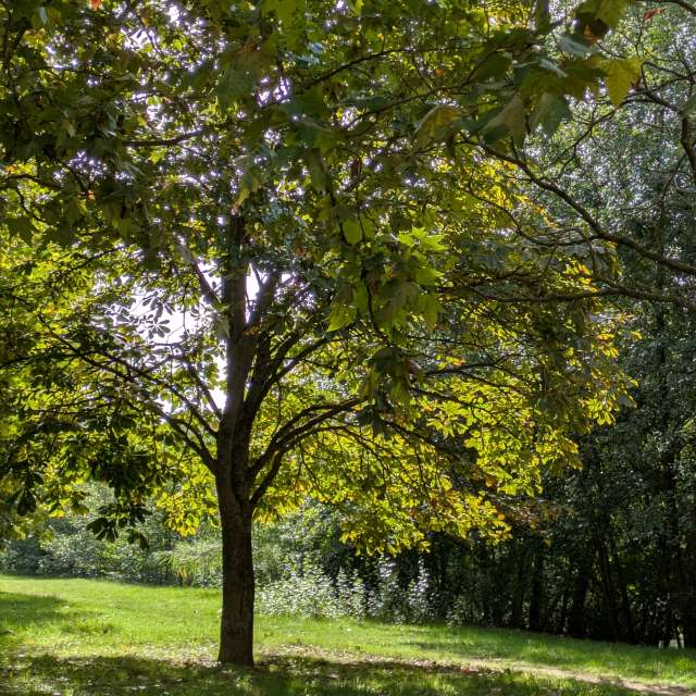 Morelenの美しい写真による天気予報