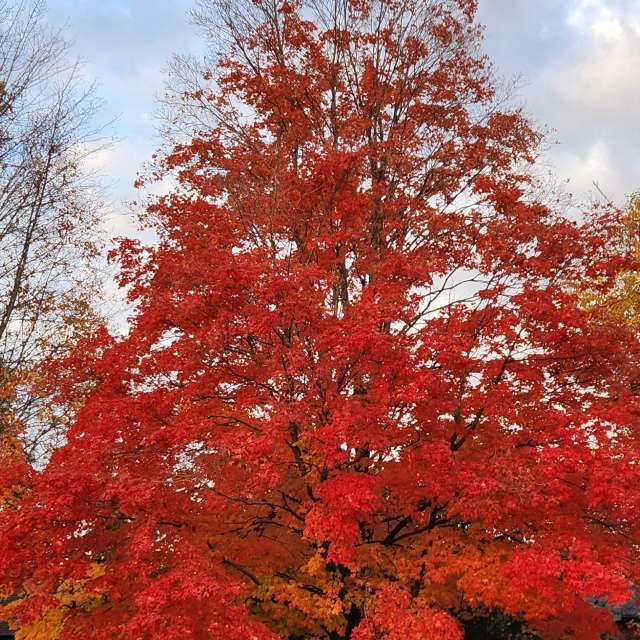 Fotos del Parque. Pronósticos del tiempo con hermosas fotos de KevinG en Gow Park