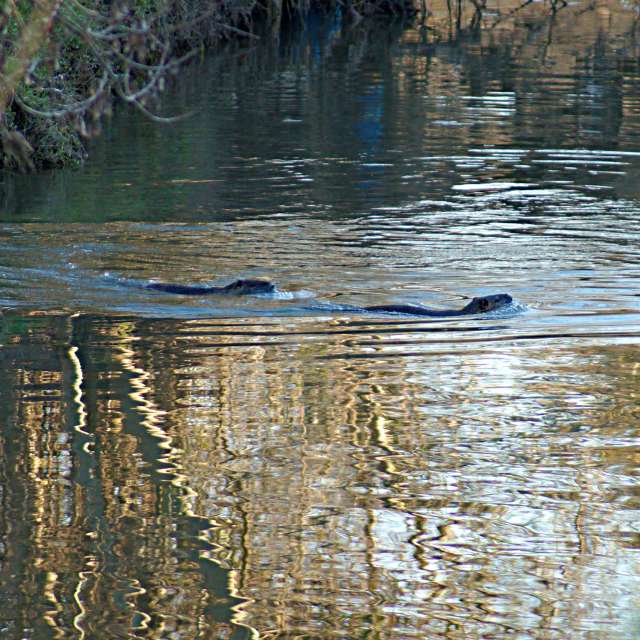 Animal. Weather forecasts with beautiful photos by tony5636 Photos in Calvisson