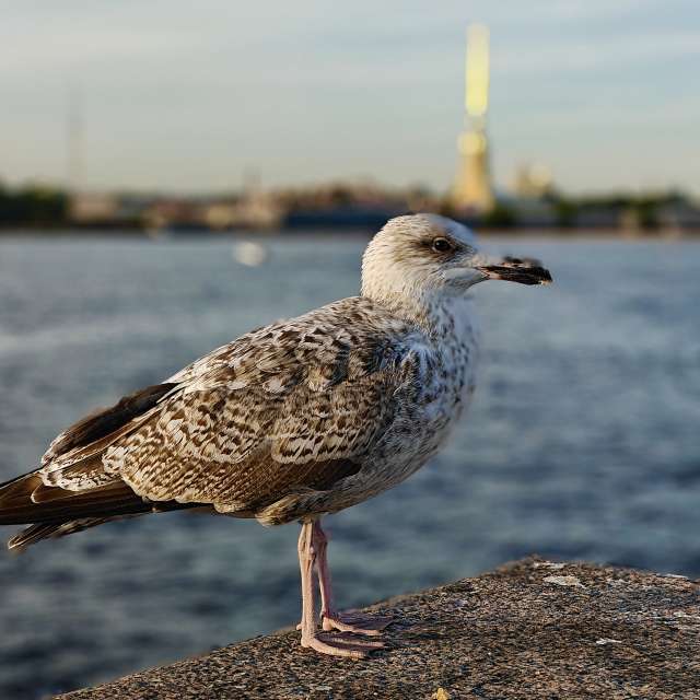 Weather forecasts with beautiful photos by Ustas