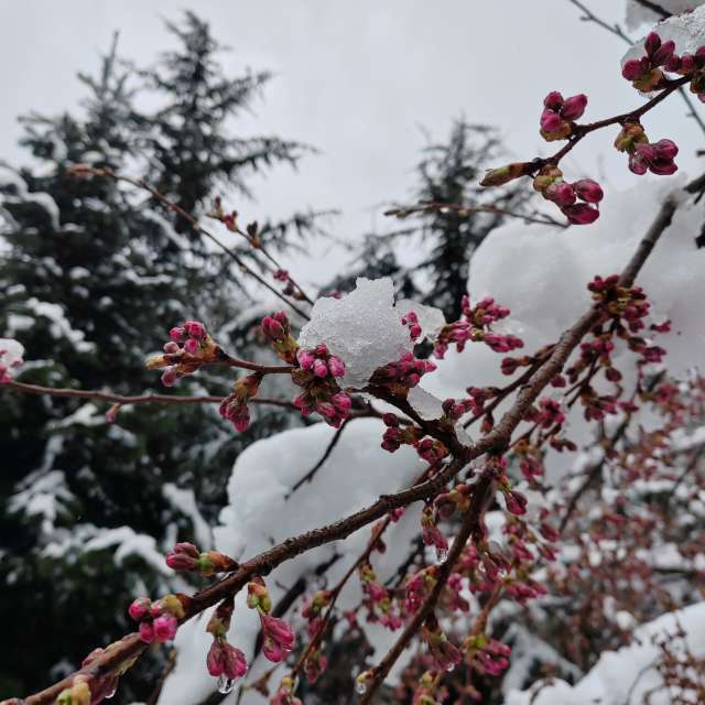 Gruppe. Wettervorhersagen mit schönen Fotos von Albert_Smelovtsev Fotos Roza Khutor