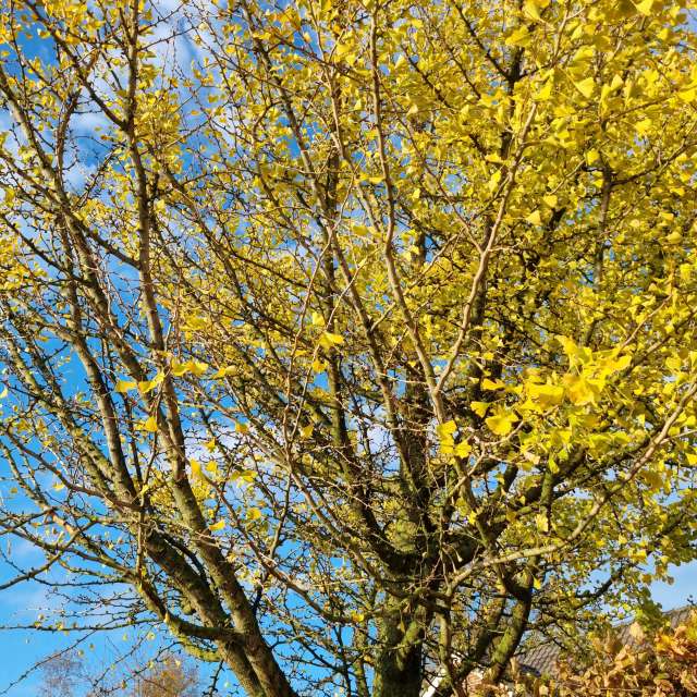 Greetの美しい写真による天気予報