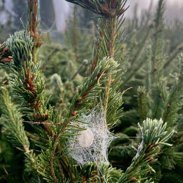 天气预报，带Stassy精美的照片