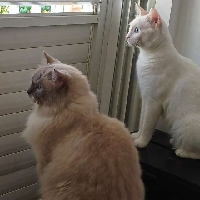 天气预报，带Zaza精美的照片