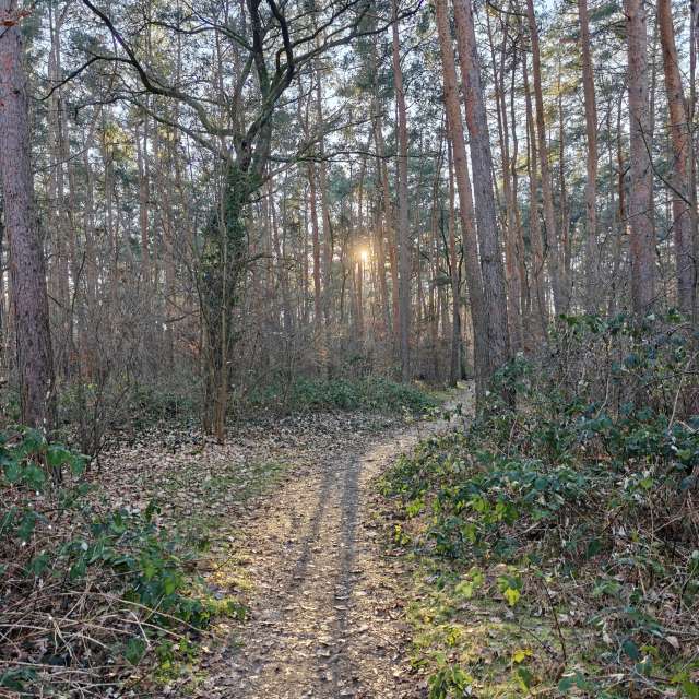 RoDi-zignの美しい写真による天気予報