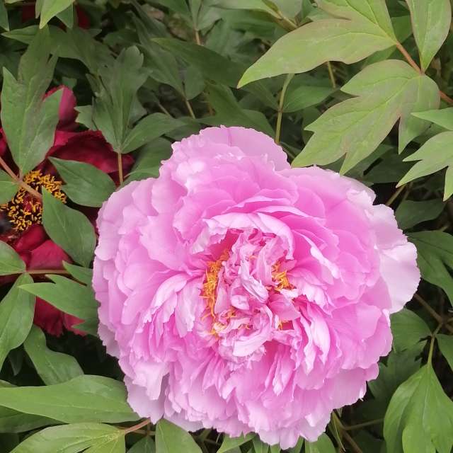 Rose. Wettervorhersagen mit schönen Fotos von Diamond Fotos Budapest