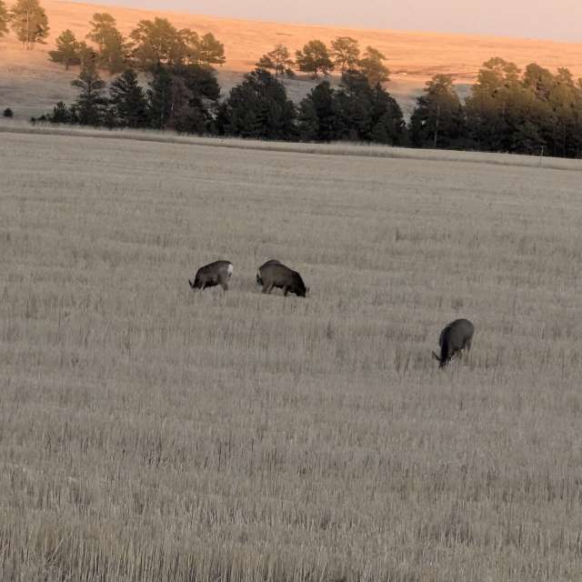 Brown. Weather forecasts with beautiful photos by BonnieC85 Photos in World