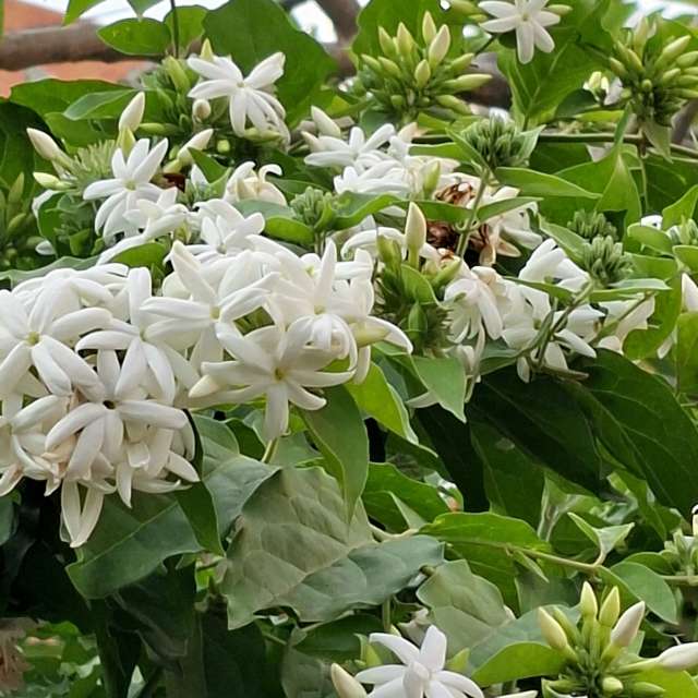 Pizza. Weather forecasts with beautiful photos by Wen-ya Huang Photos in Kaohsiung City