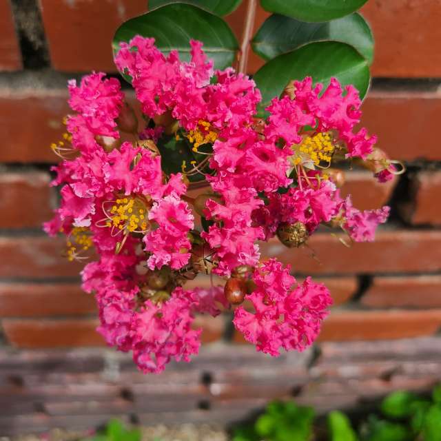 Fotos Tijolo. Previsões do tempo com lindas fotos de あさのジジ em Okayama