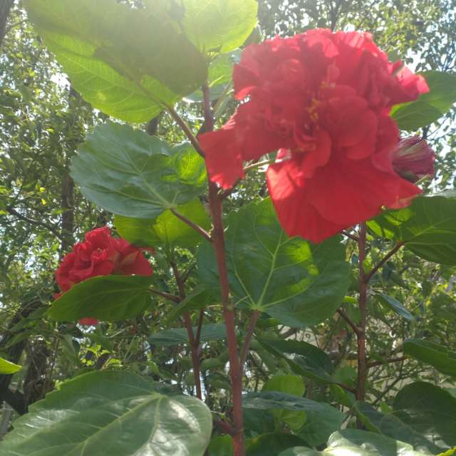 Photos Petit. Prévisions météo avec de superbes photos de Wen-ya Huang de Kaohsiung